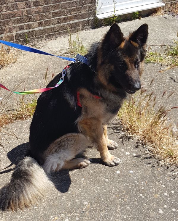 Diesel GSD looking for a new home