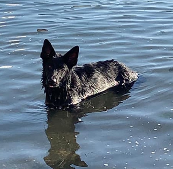 Diesel black GSD pup needs a new home