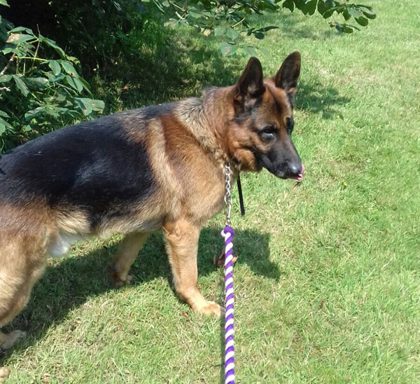 Digger a GSD kept on a 2 metre chain