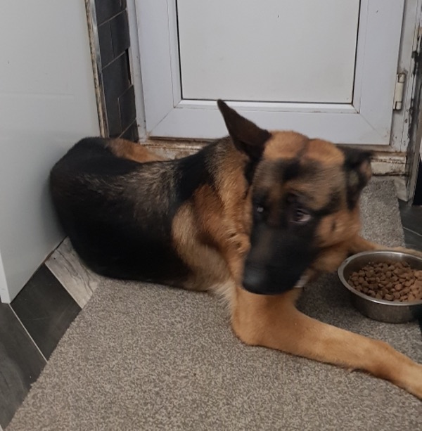 Dixon young GSD needs a new home