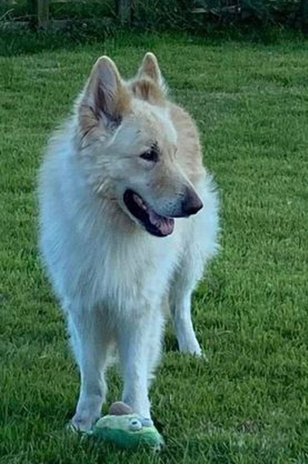 White GSD Dylan needs a new home