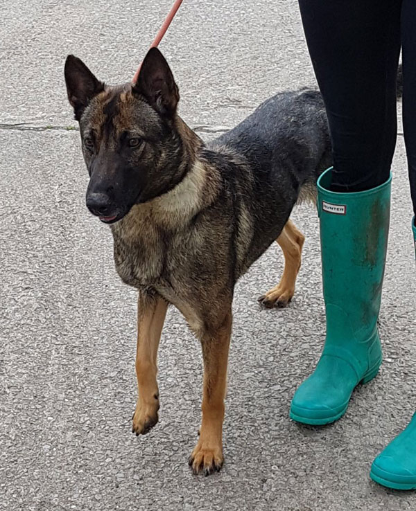 malinois looking for a home