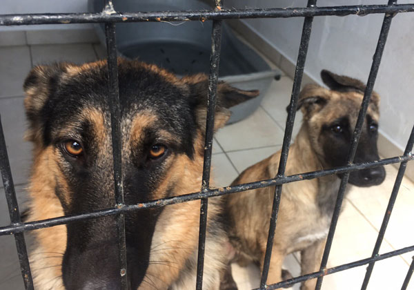 Forest with his mum Flora in the pound