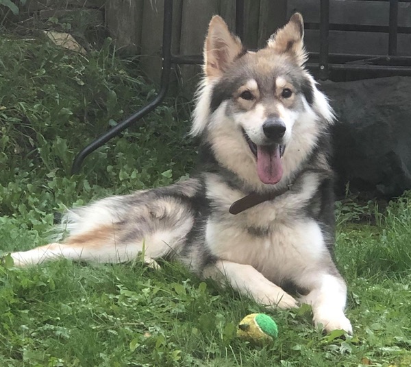 Ghost GSD/Husky cross needs a new home