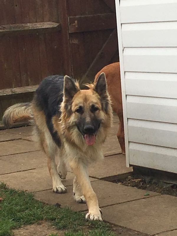 Stunning gunner GSD looking for a new home