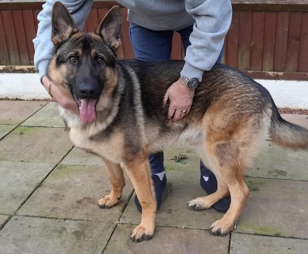 Young GSD Gus needs a new home