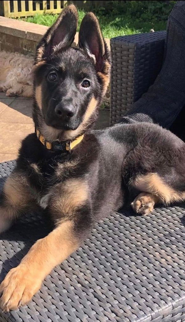 GSD puppy Harry needs a new home
