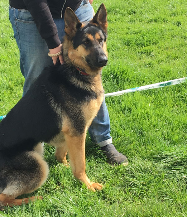 2 year old Holly a GSD needing to find a new home