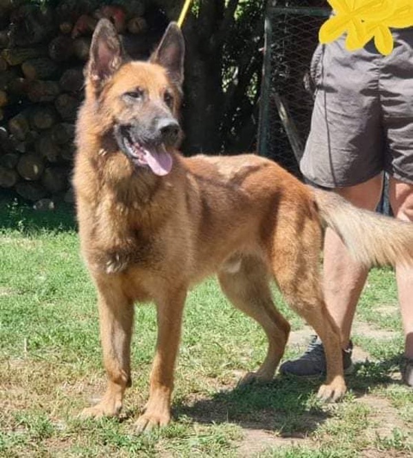 Hugo GSD from Serbia needs a new home