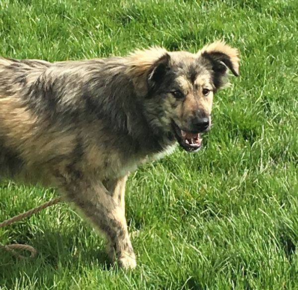 Iggy young GSD cross looking for a home