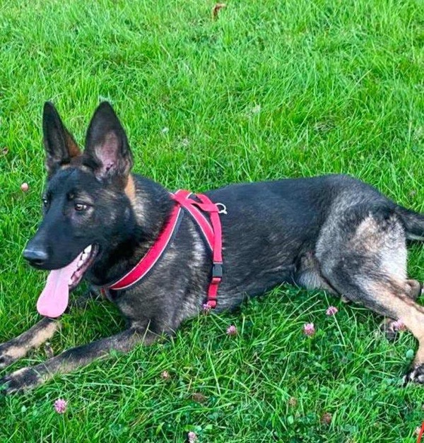 Jam young GSD needs a new home