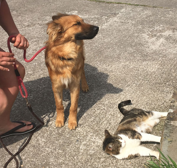 Jasper GSD cross an cat