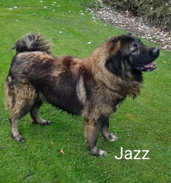 Jazz Caucasian Shepherd needs a new home