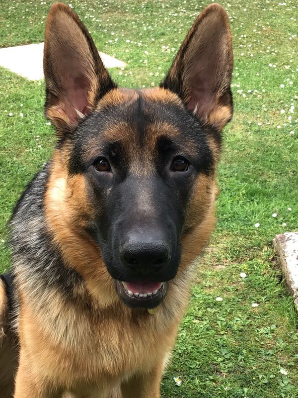 Jethro 7mth old GSD pup looking for a home