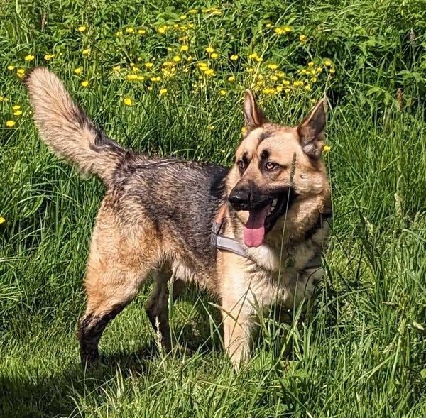 Jimmy young GSD needs a new home