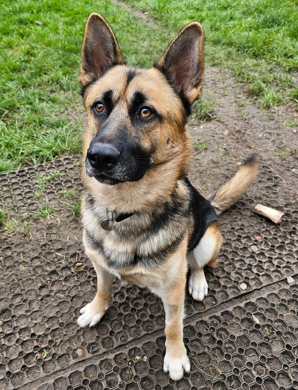 Jimmy GSD needs a new home