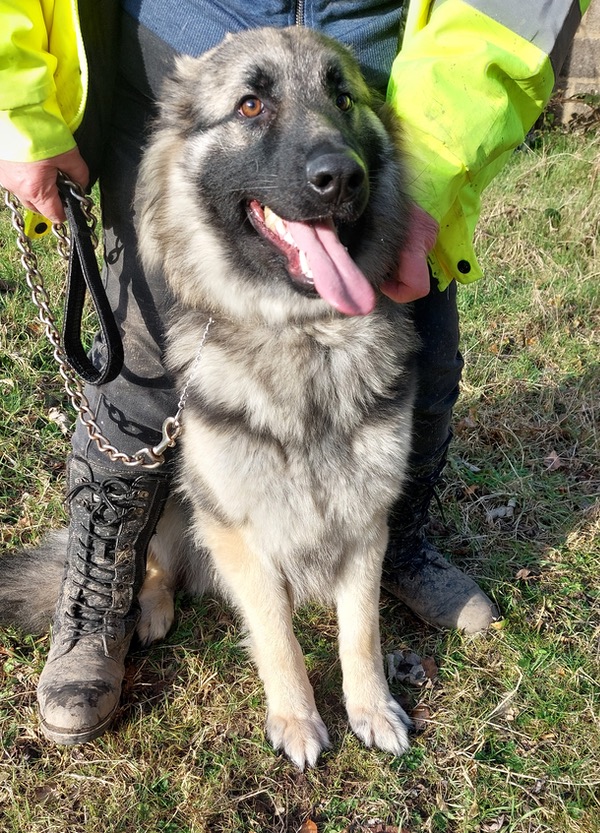 Young sable GSD keely needs a new home