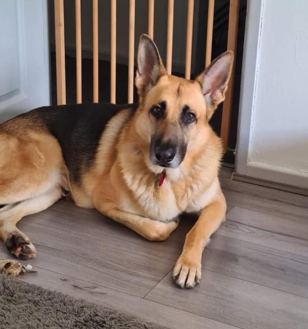 Kuma GSD needs a new home