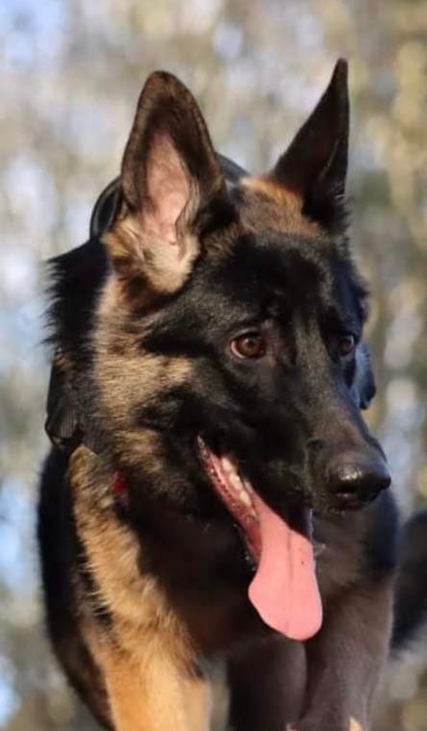 Lexi 8 months old GSD pup needs a new home