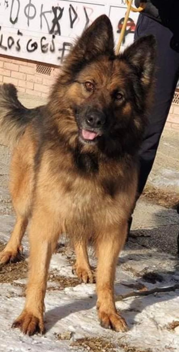 Lia long coated GSD needs a new home