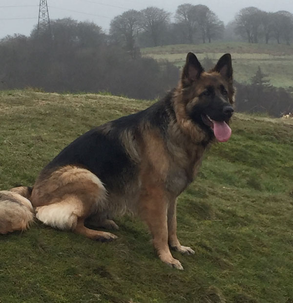 lola young gsd looking for a home