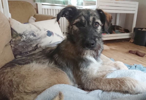 lucas 7 month old puppy needing a new home