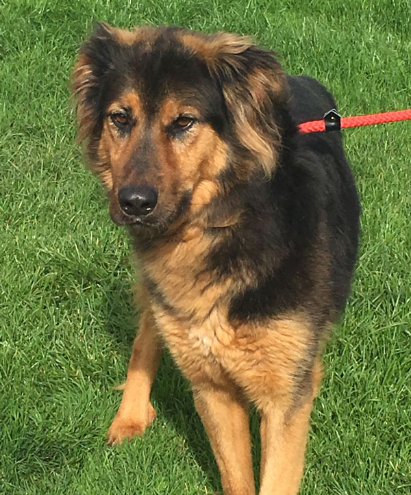 Lovely Lucho handsome GSD cross