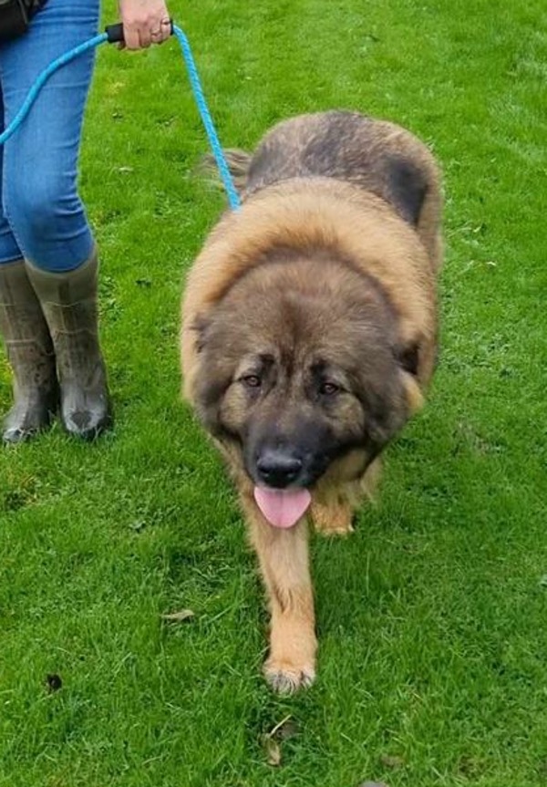 Martha Caucasian Shepherd needs a new home