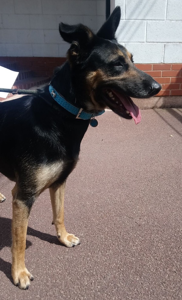 Max gsd cross looking for a new home