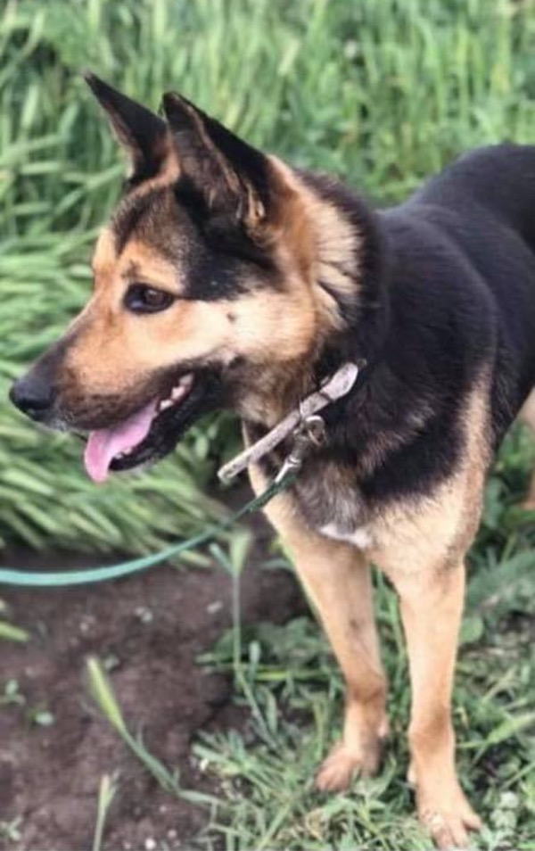 Melody GSD needs  new home