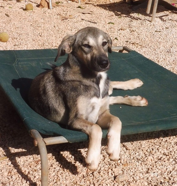 Michelle young pup in Greece needs a new home