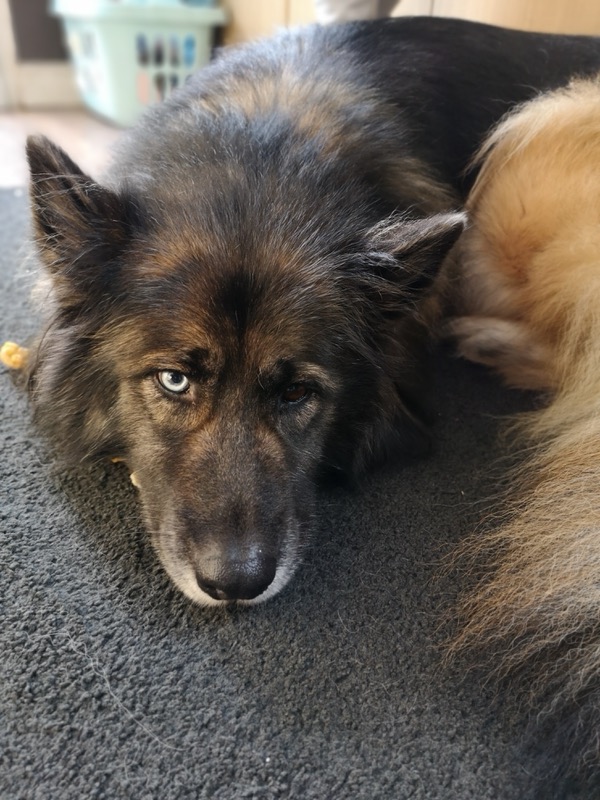 Mila GSD/Husky cross needs a new home