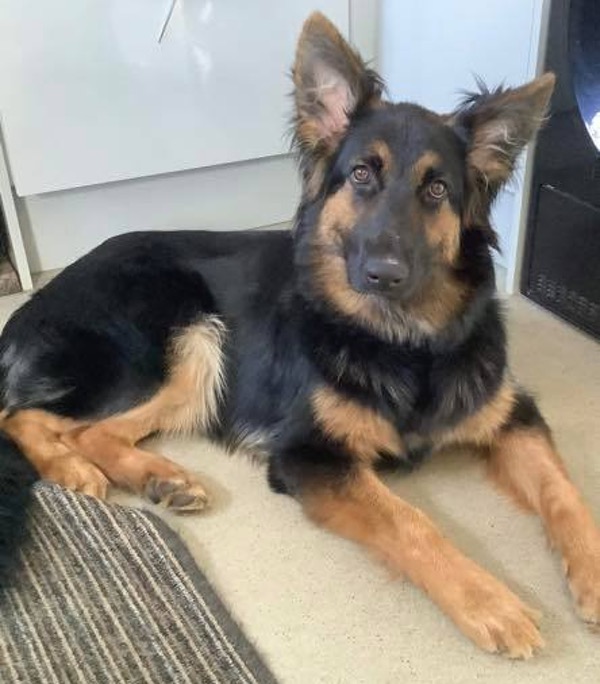 Misha GSD puppy needs a new home