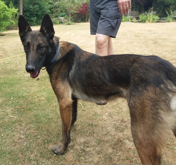 onai young malinois needs a home