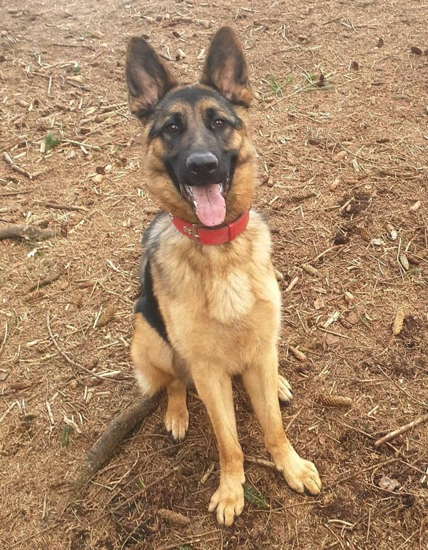 Oscar 2 year old gsd needs a new home