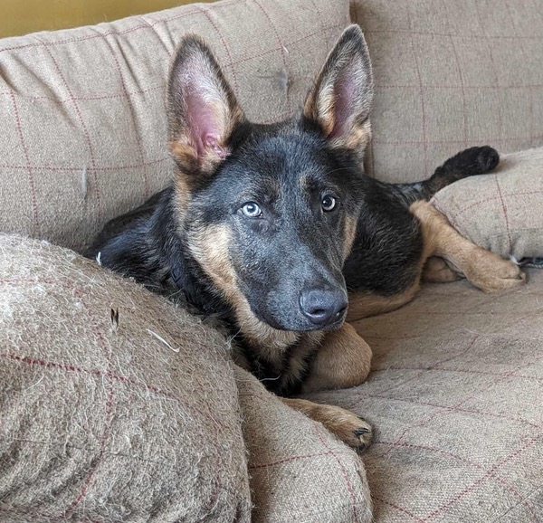 GSD puppy Percy needs a new home