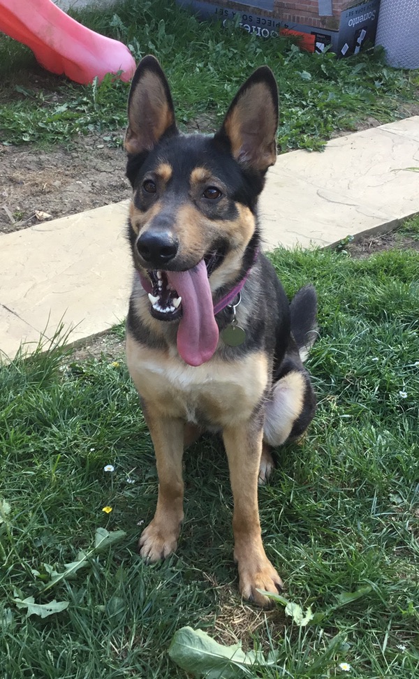 Pharah young GSD looking for a home