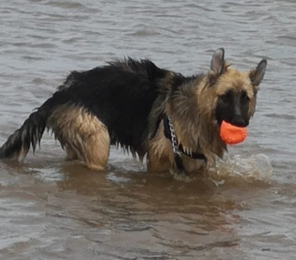 Rambo young gsd loves swimming