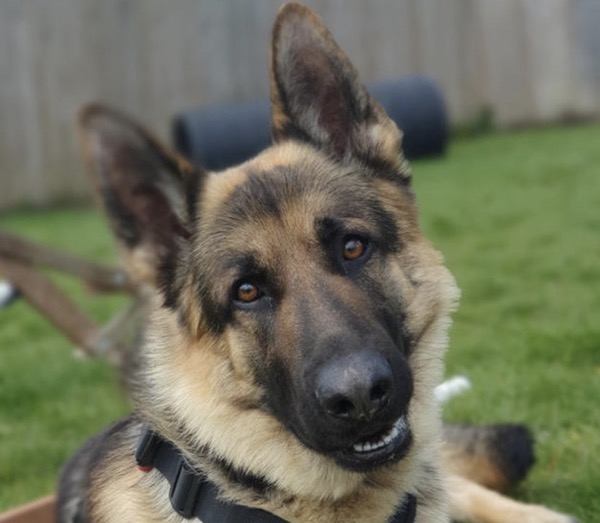 Reggie GSD needs a special home