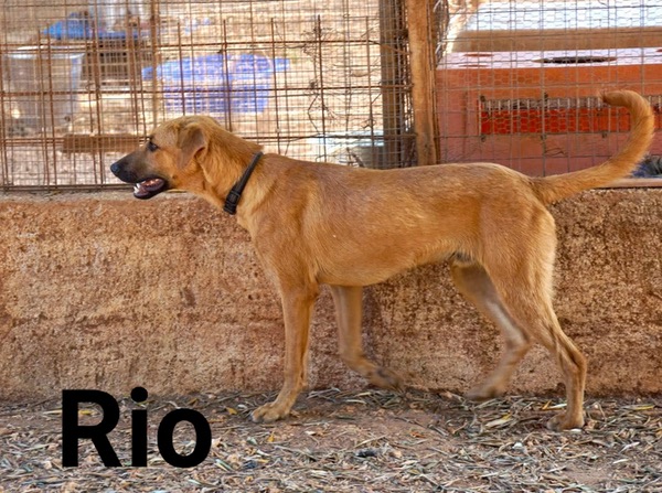 Rio young gsd cross needs a home