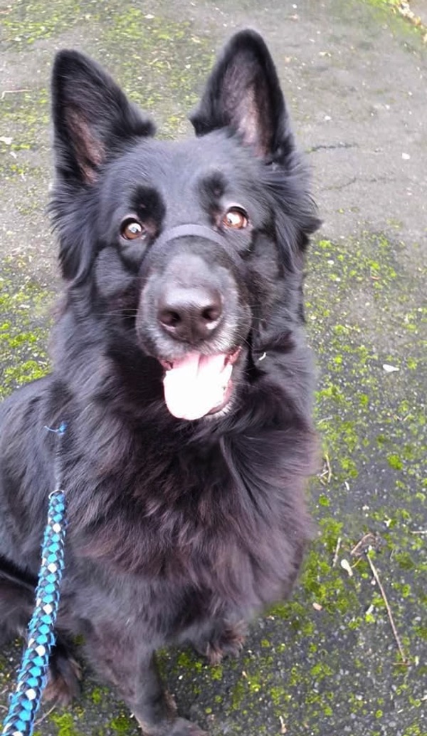 Riska black gsd needs a new home