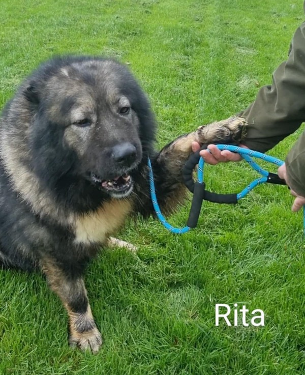 Caucasian Shepherd Rita needs a new home