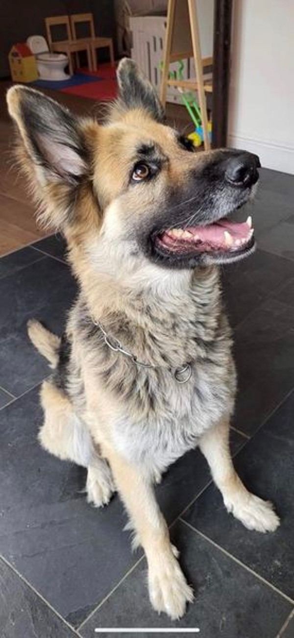 Ronan GSD needs a new home