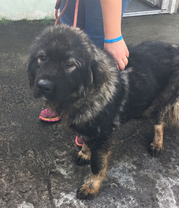 Caucasian shepherd Roxy kept in a cellar for 2 years