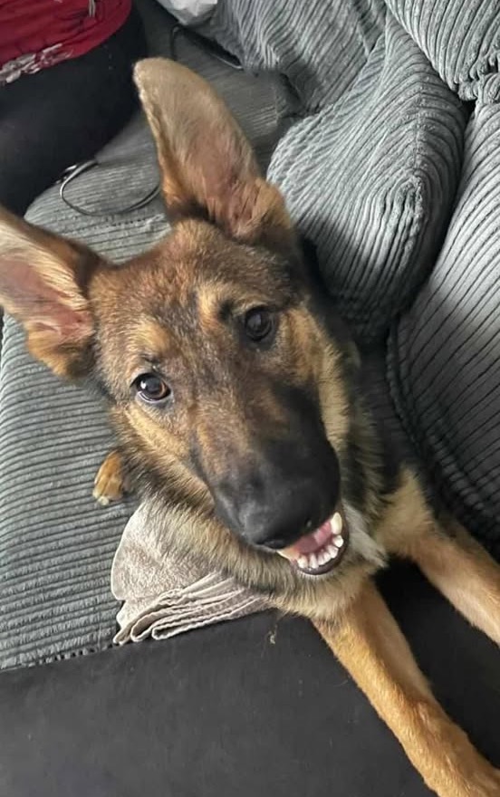 Rusty gsd puppy needs a new home