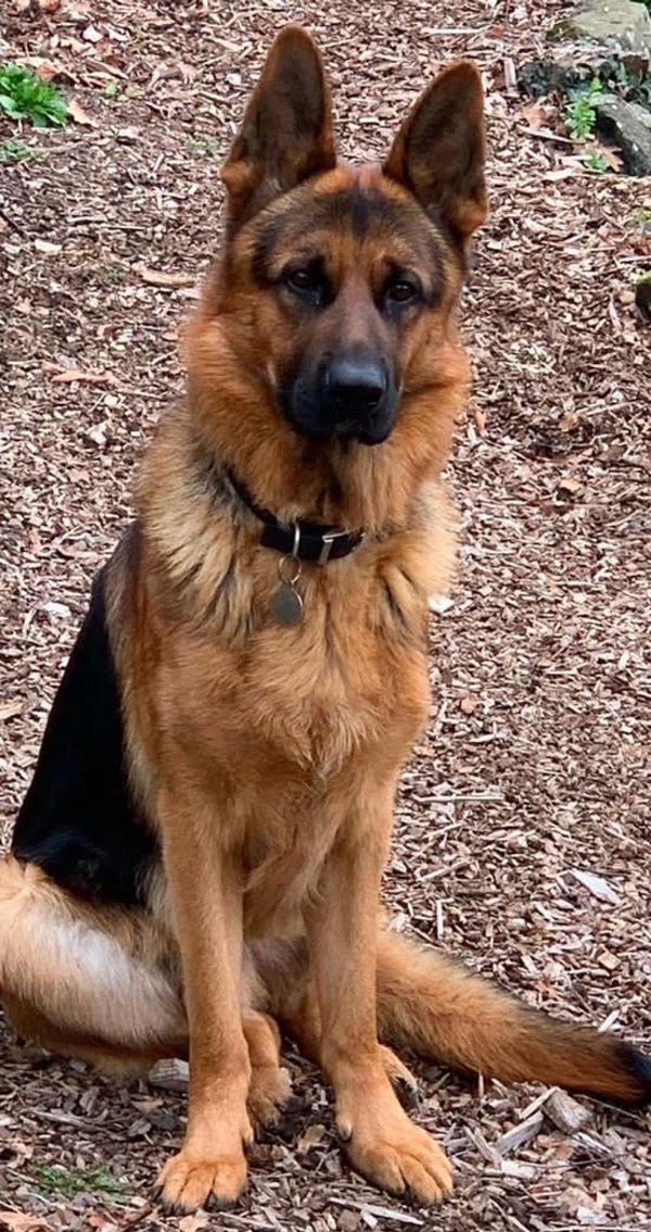 Rusty GSD needs a new home