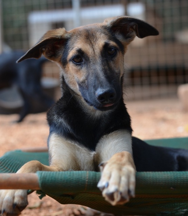 Sami stray dog needs a new home