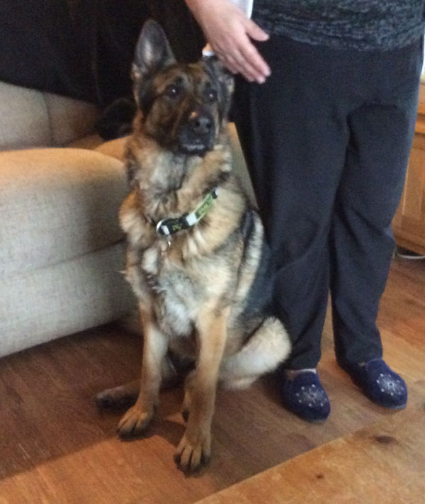 Sasha the GSD needs a new home