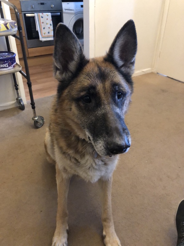 lovely older gsd looking for a home