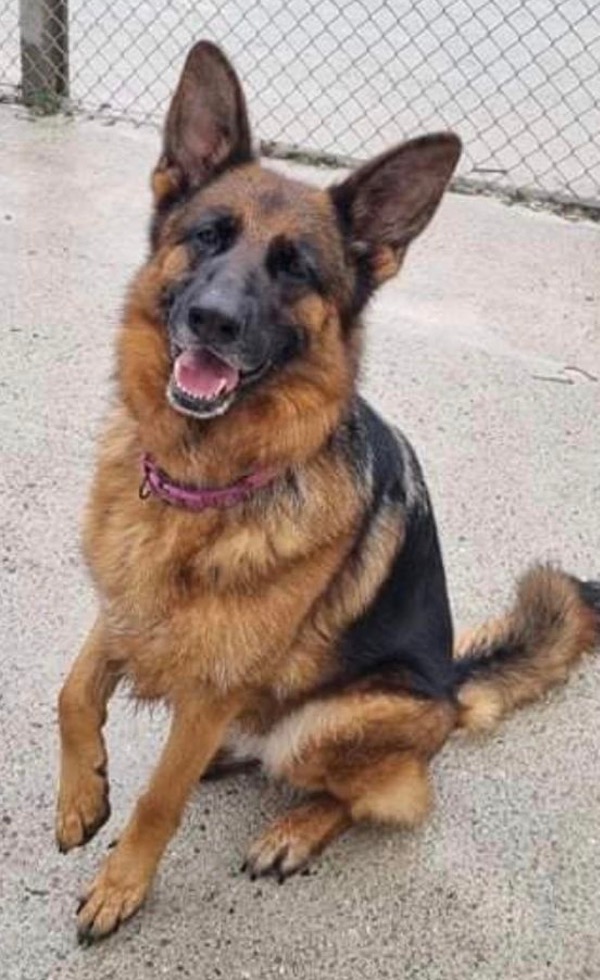 Beautiful GSD Sheba needs a new home after her owner died